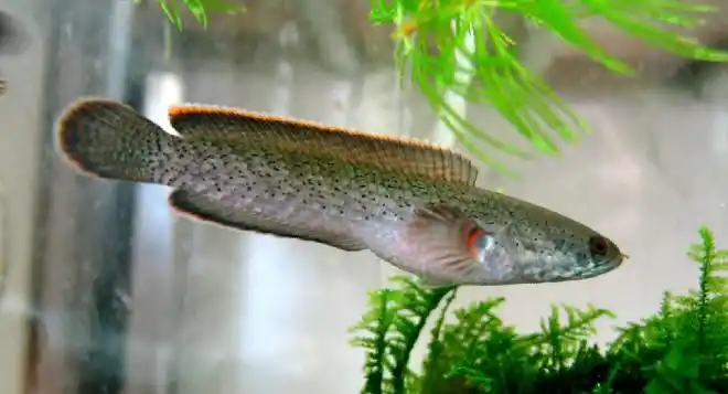 野采到的凶猛鱼类----南鳢