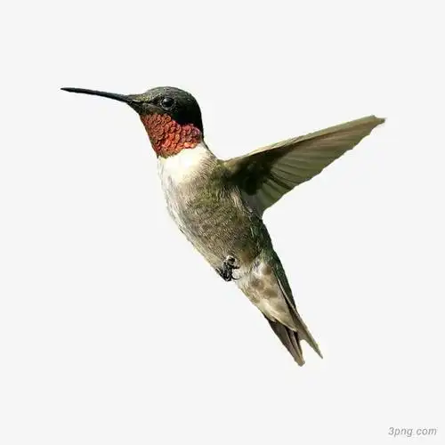 小鸟png素材透明免抠图片-动植人物