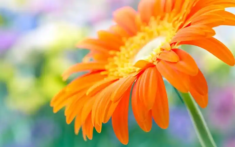 橙色大丁草花在水中 壁纸