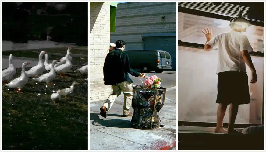 【壁纸】ins风壁纸,迷恋森林与雾