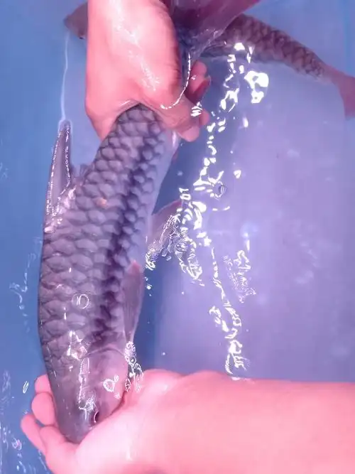 变黑的中国结鱼(红吉罗)