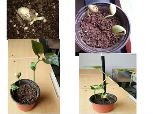 我的魔豆生长记