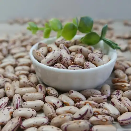 【阿里巴巴】供应2016新奶花芸豆 优质品种