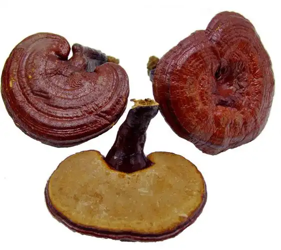 灵芝能祛斑吗灵芝酒的禁忌