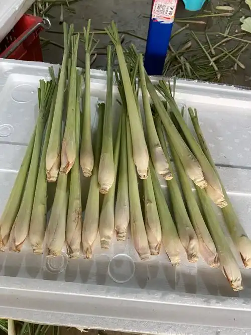 泰国香茅/柠檬草