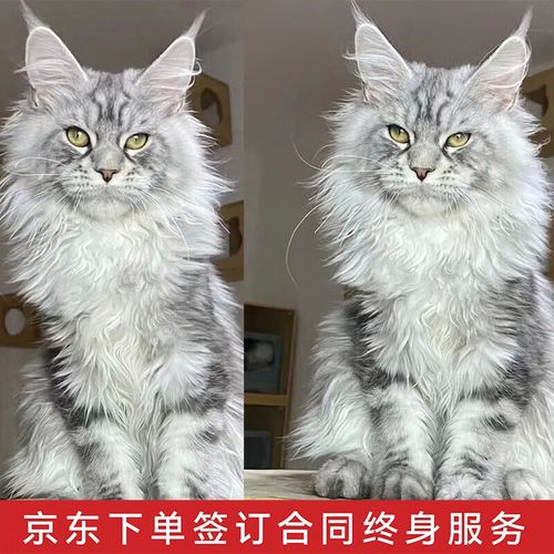 佳朔佳朔【视频选猫】纯种大体型缅因猫活体幼猫宠物猫巨型缅因库恩猫