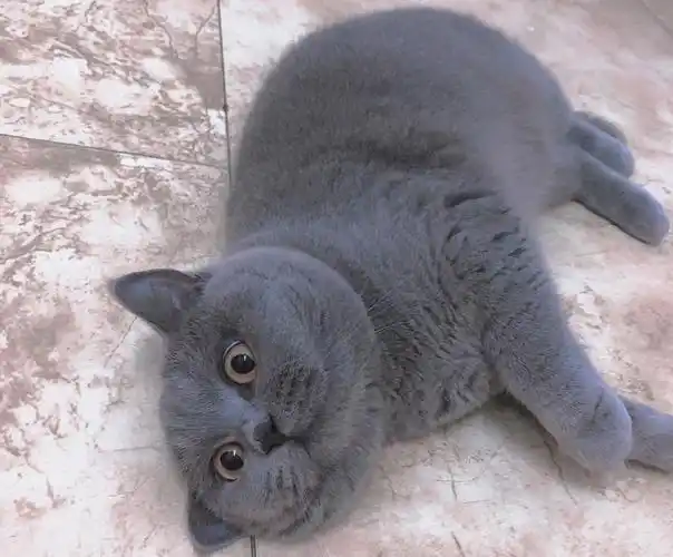 纯种蓝猫喜欢求抱走