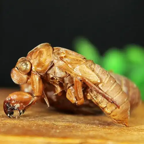 大别山蝉蜕100g金蝉天然纯新新货正品蝉衣中药材其他药食同源食品