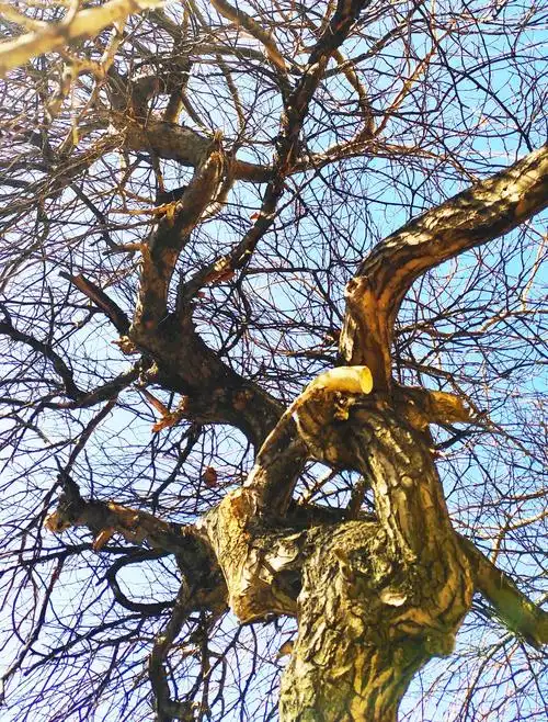 "龙腾木"之垂枝榆(三)