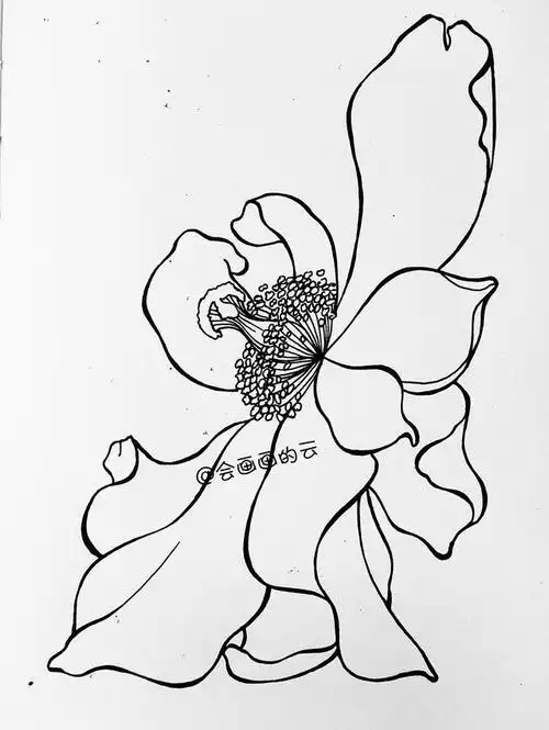 5中性笔先画出中间的花蕊部分,花蕊分解开很简单,一个曲线上画个圈圈