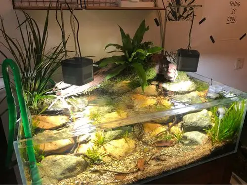 新手原生90缸 - 原生态造景 - cta南美水族 - powered by discuz!