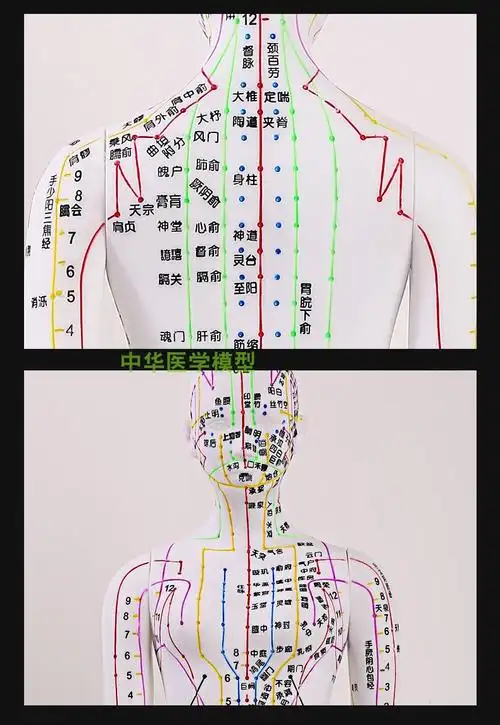 中医针灸穴位人体模型超清晰十二经络小皮人人体针灸模型男女模型