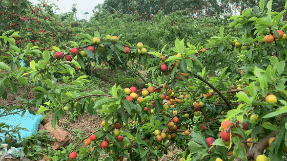李子成熟正当时约上小伙伴一起去采摘吧