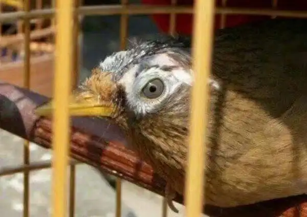 选画眉,从这3点,辨识鸟性