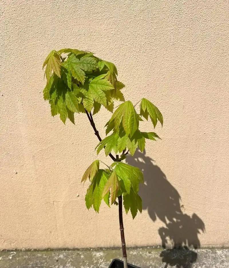 赤芽羽团扇枫.已种,春天初芽为黄绿色,展开新叶为橙红色,叶片 - 抖音