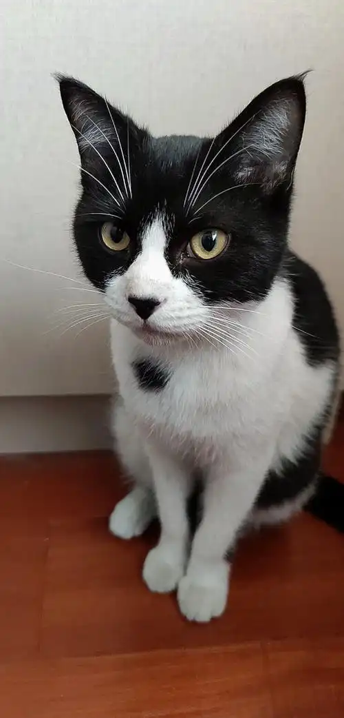 东莞南城八字脸奶牛猫求领养