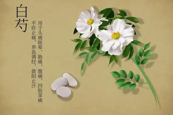 白芍的功效有哪些 白芍有哪些功效-养生法典