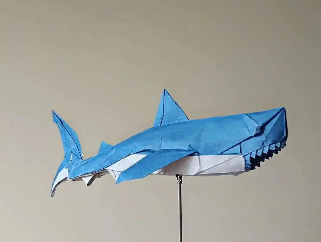 折个大白鲨耶.大白鲨white shark 设计:nguye - 抖音