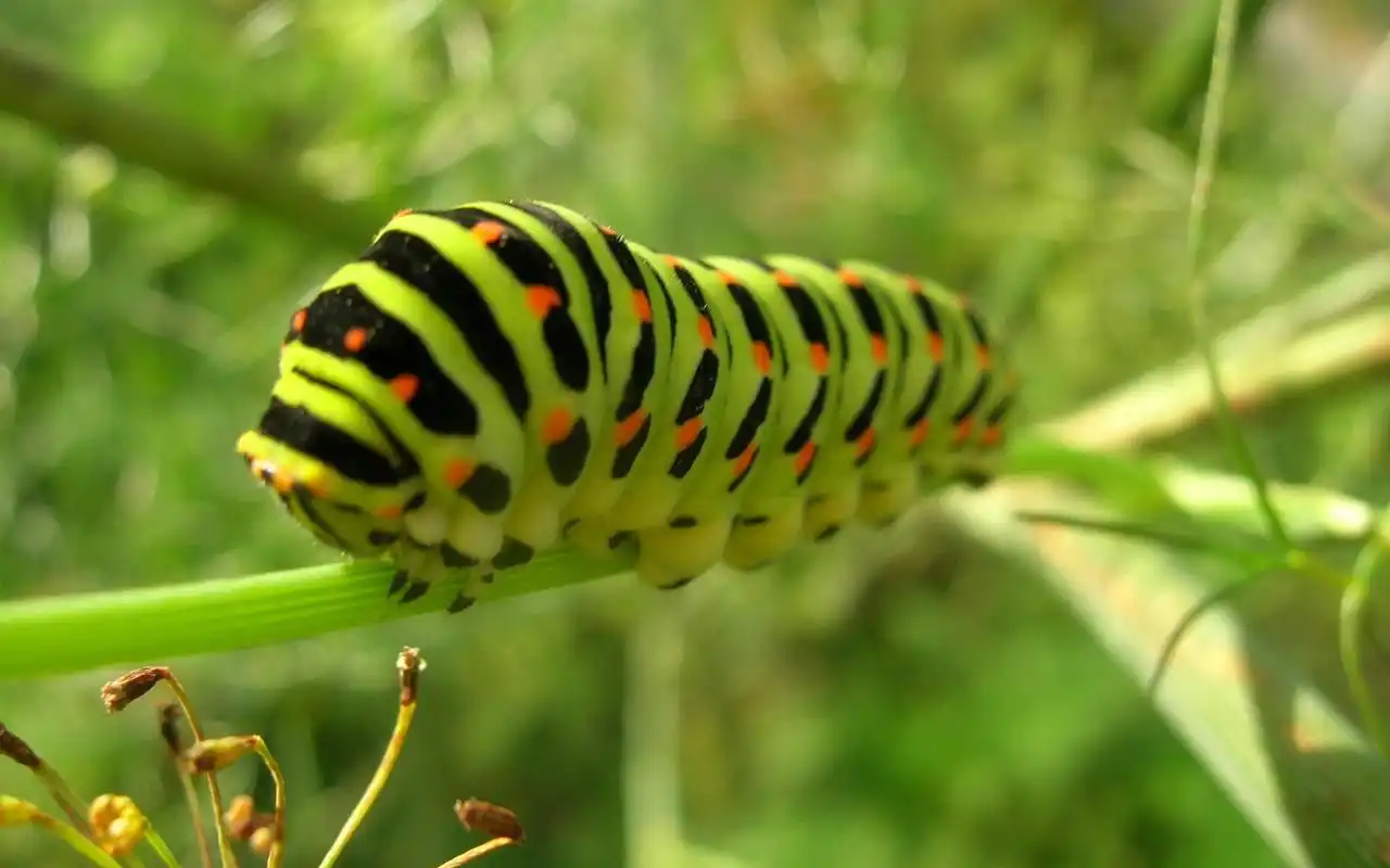 毛毛虫桌面壁纸之高清大图超级可爱