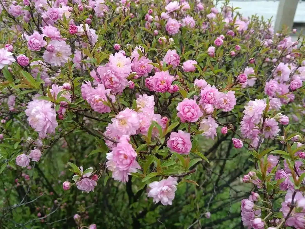 78郁李科普小知识:郁李,又名为小桃红,蔷薇科,樱属.