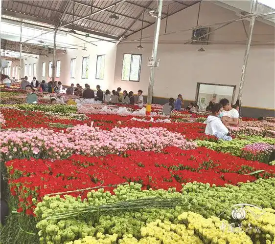 十年创新发展斗南花卉市场跃居亚洲第一