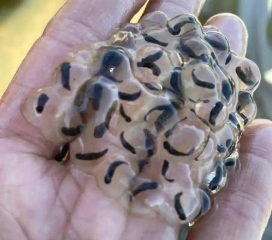 这是水里的某种寄生虫么?长得怪吓人的!