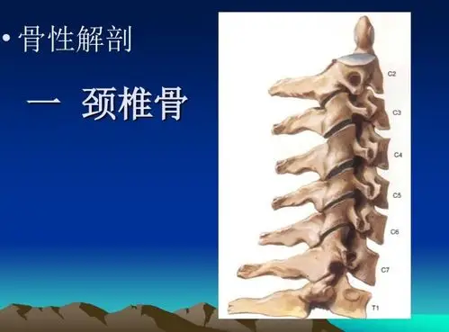 颈椎精细解剖颈椎病