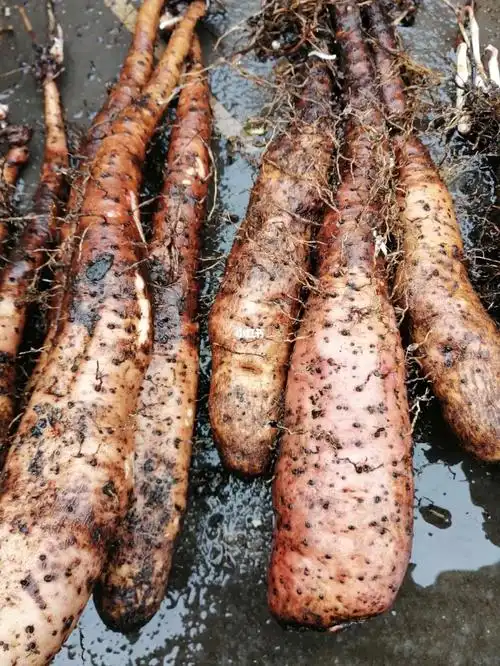 春季种植之三山药紫薯