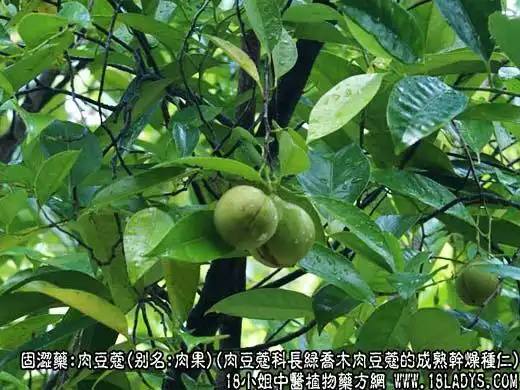 来源:为肉豆蔻科长绿乔木肉豆蔻的成熟干燥种仁.