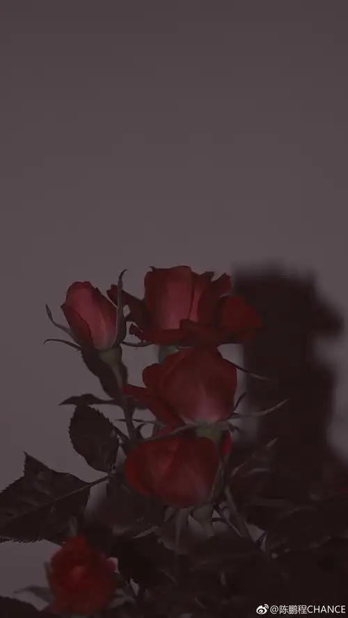 冷淡风 玫瑰 复古壁纸图源微博侵删