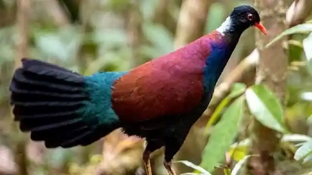 鸟类中的独角兽!黑枕雉鸠时隔140年重现地球,原以为已灭绝