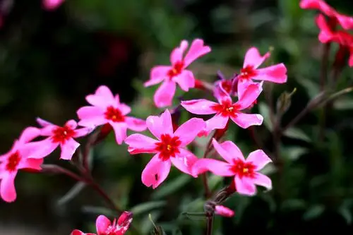 大自然最美的地毯