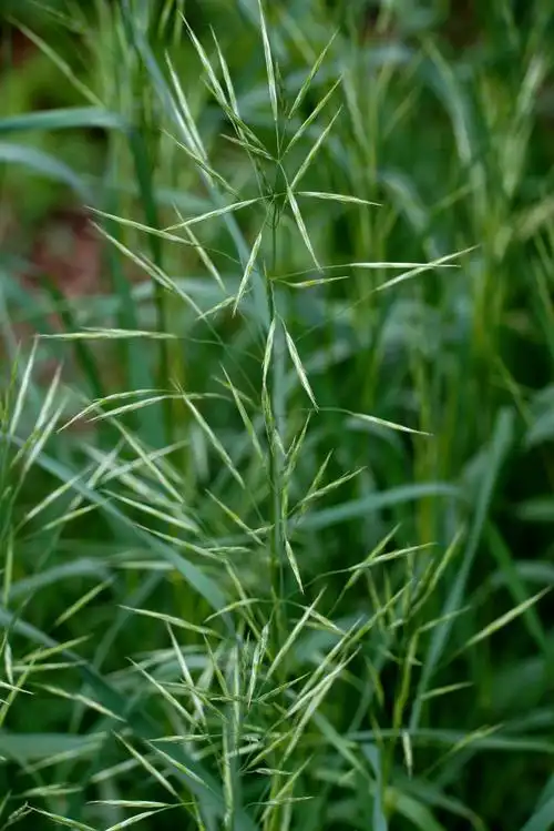 其它 倾情花径·浪迹仙踪 写美篇一年生草本 科:禾本科    属:雀麦属