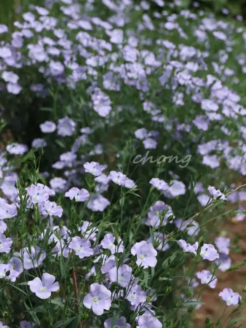 植物园的亚麻开得正好