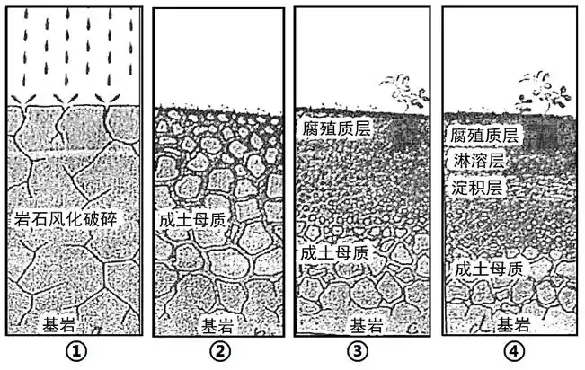 下图为不同地点地表垂直剖面图据此完成下面小题