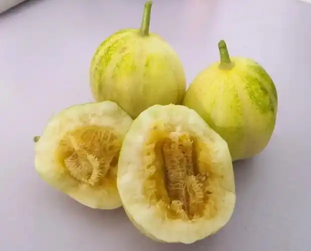 赤峰本地大棚头茬香瓜熟啦个个爽口爆甜当日新鲜采摘市区内免费配送