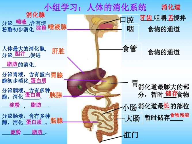淮阴区张集中学生物精品课件:苏科版七上第5章第4