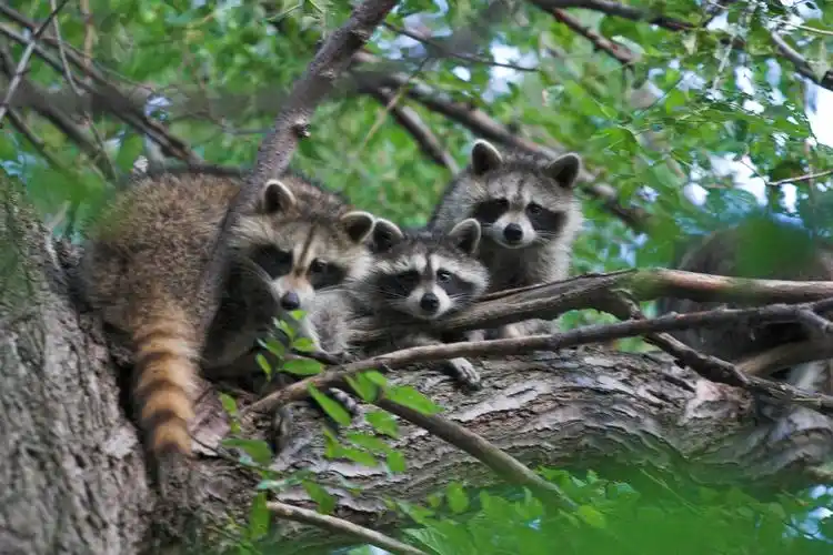 years ago we rescued a couple of baby raccoons (they were