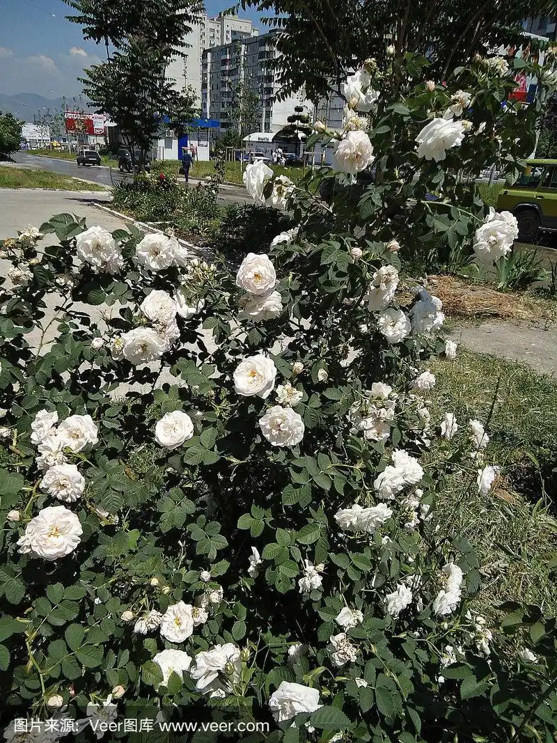 大街上的小路上有一丛白玫瑰.
