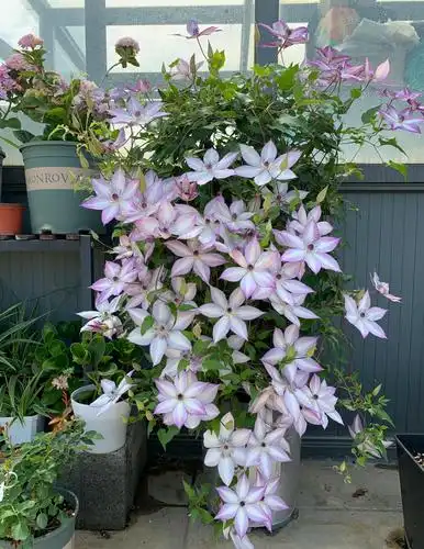 乌托邦能在阳台上养的铁线莲花量巨大