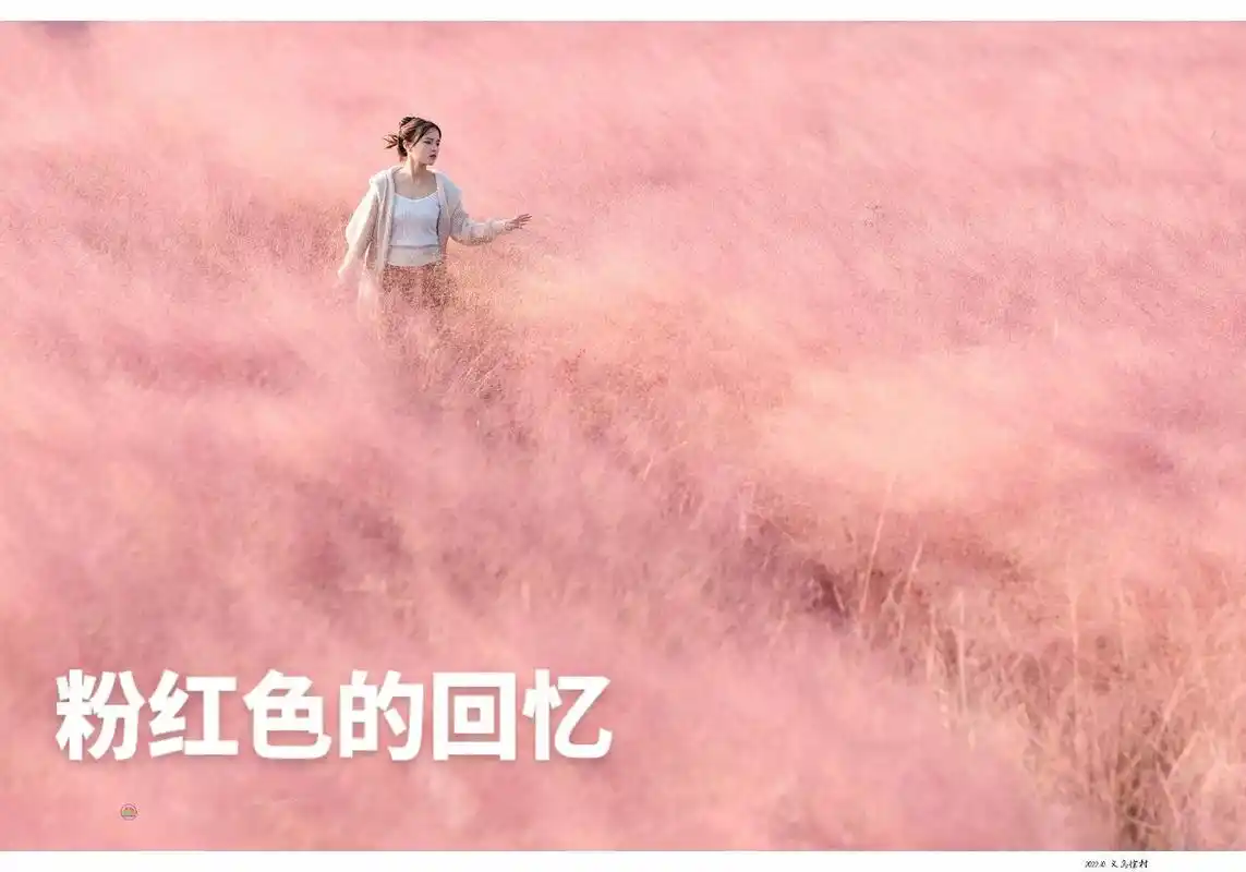 粉黛乱子草粉红色的回忆