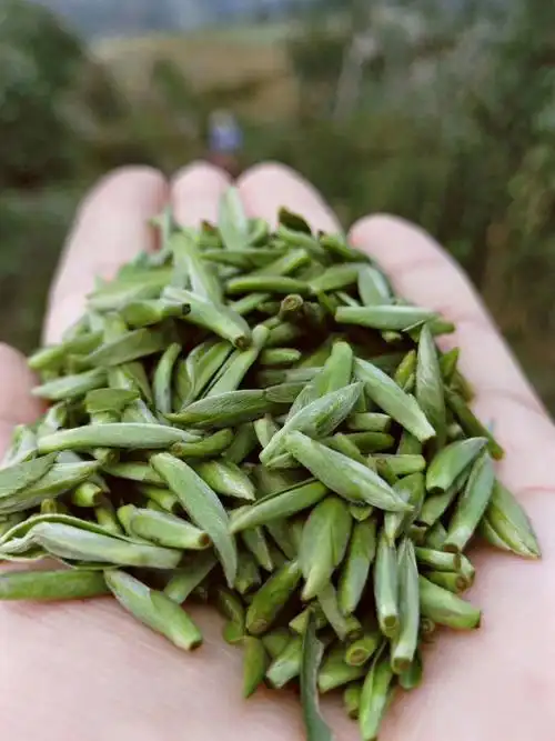 雀舌绿茶竹叶茶青茶叶四川高山明前散装250g雀舌茶