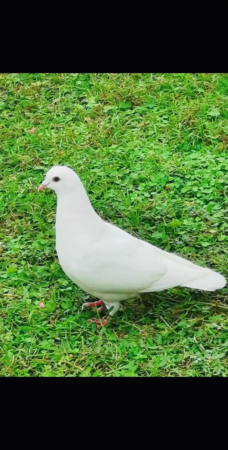 鸽子是我最喜欢的,尤其是白鸽,看着它优雅,轻盈地未来