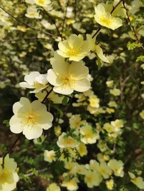 【单瓣黄刺玫】蔷薇科准备绽放了