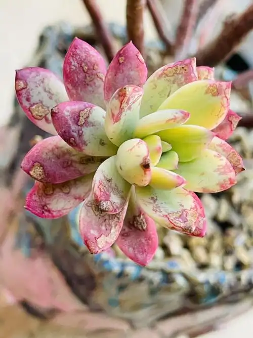 叮当锦多肉怎么养