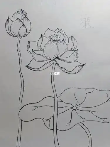 古风荷花简笔画古风荷花简笔画二次元