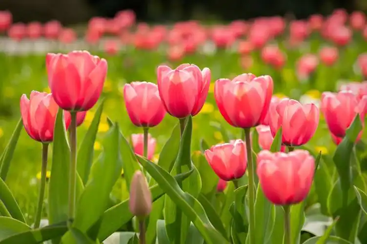 郁金香开花后怎么处理