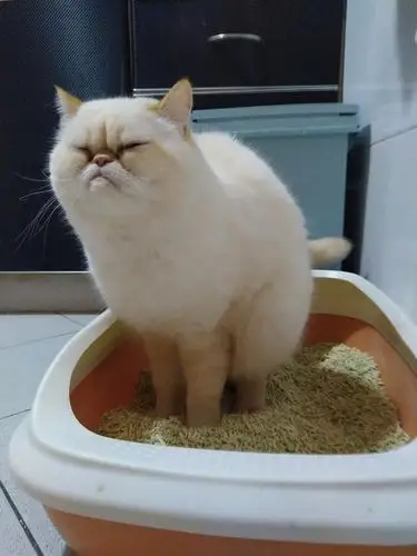 猫咪拉粑粑,这小表情有点想笑! zt