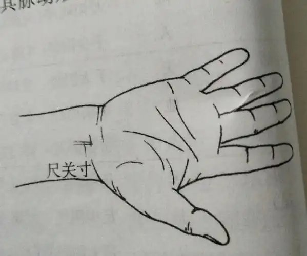 自学中医寸口诊脉法