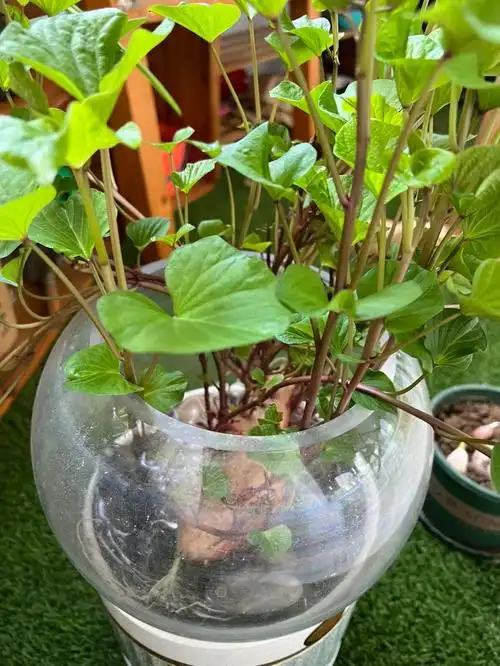 这一定是个红薯精吧水培红薯幼儿园